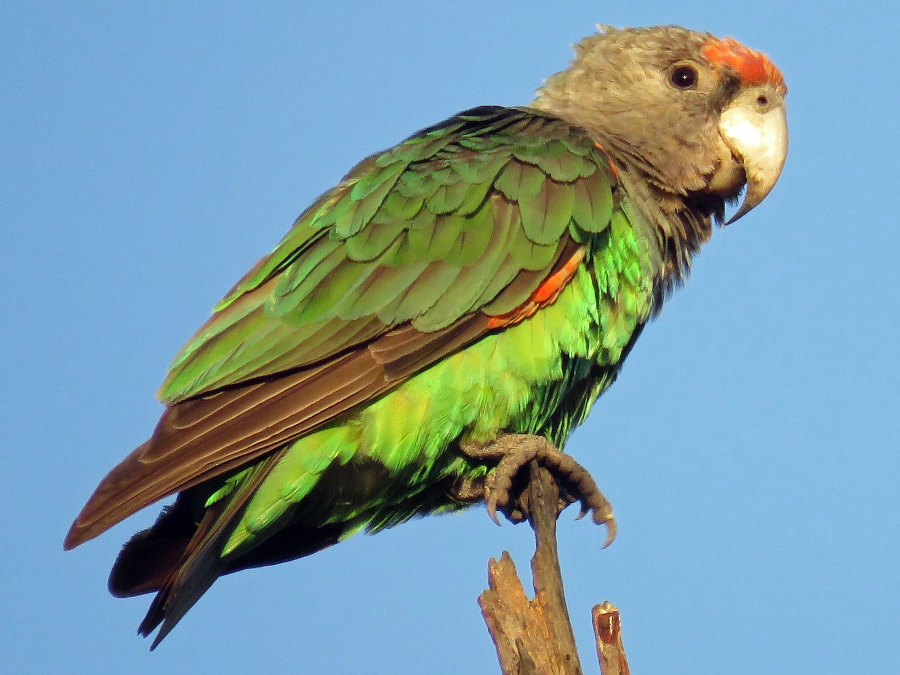 Brown-necked Parrot - Nicholas Fordyce - Birding Africa