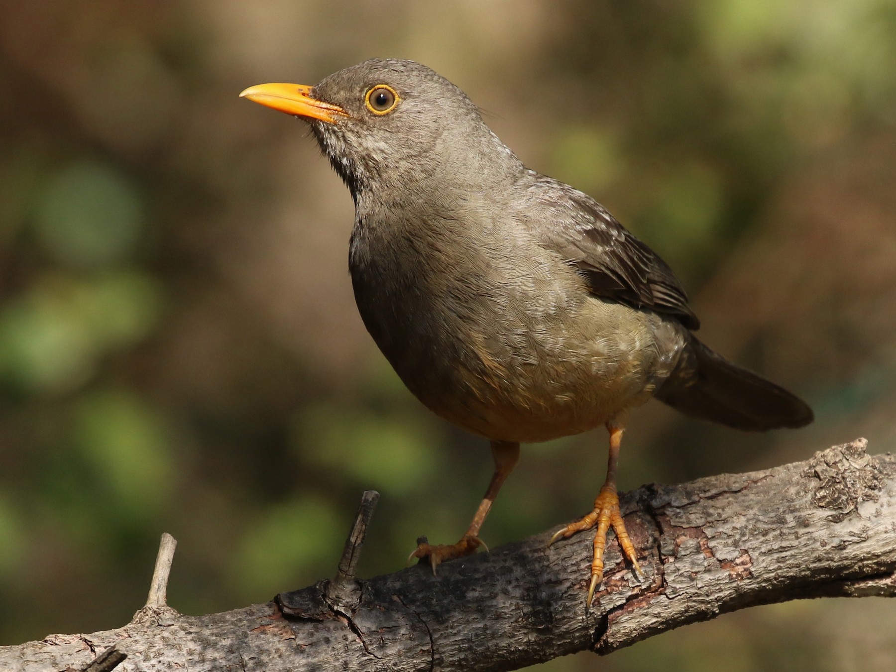 Karoo Thrush - Hendrik Swanepoel