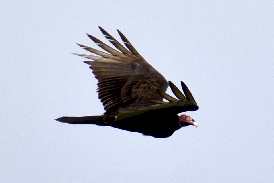 Turkey Vulture - Julie Davis