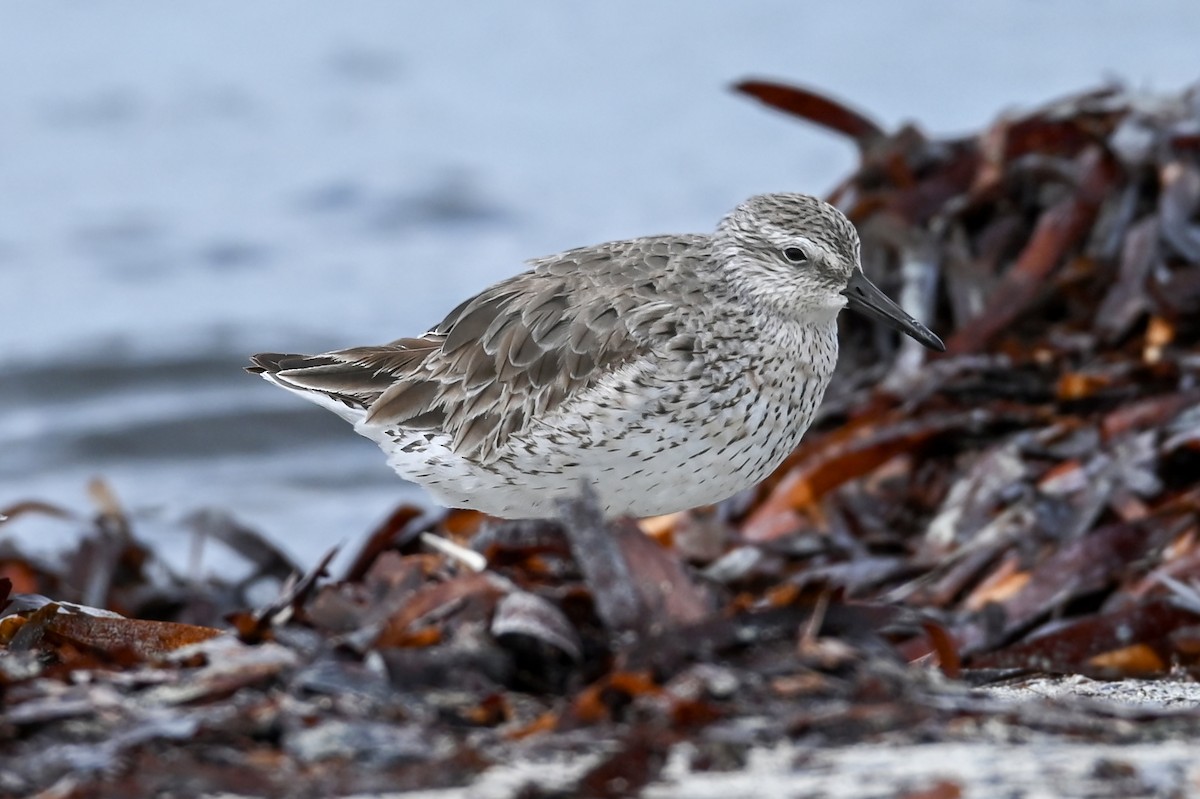 Red Knot - ML218443871