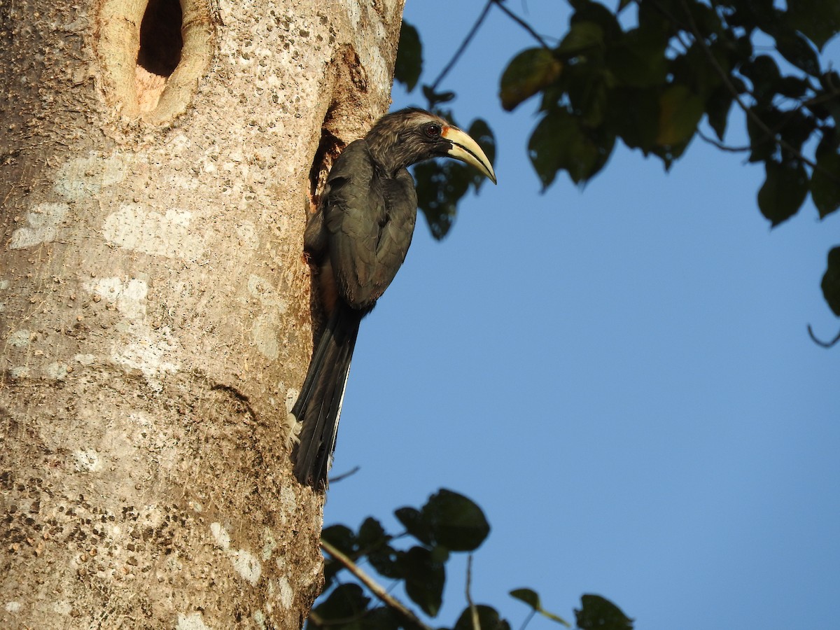 Malabar Gray Hornbill - Kausthubh K Nair