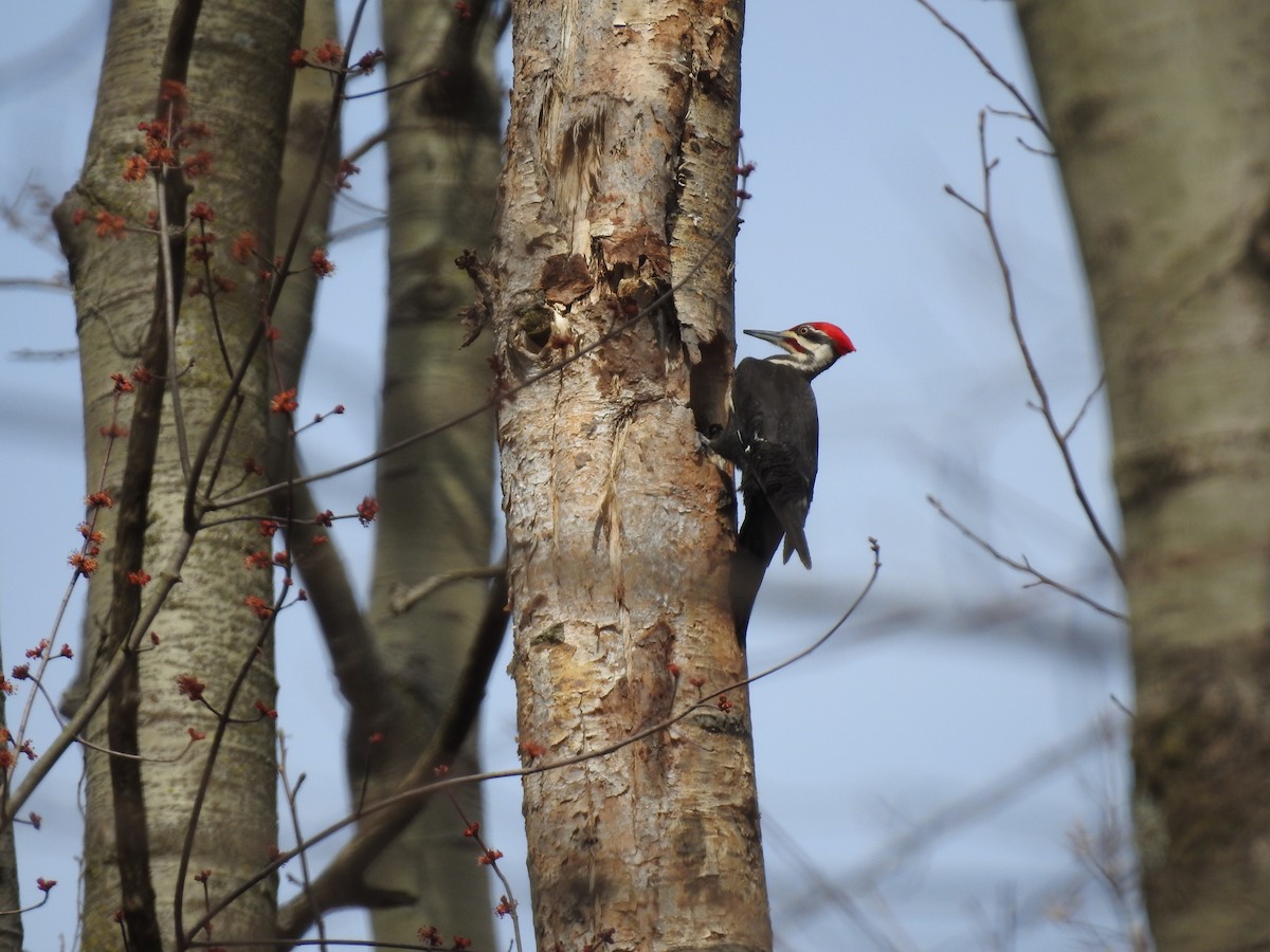 Pileated Woodpecker - ML218444591