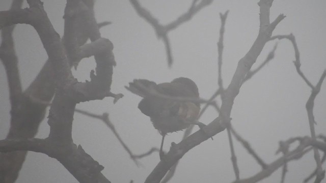 Common Reed Warbler (Mangrove) - ML218445121