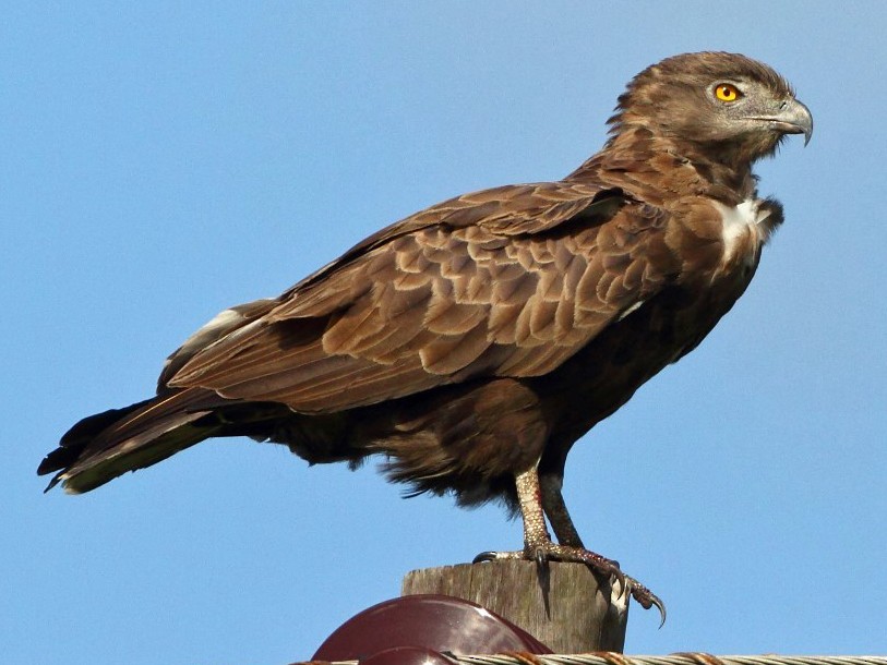 brown snake eagle