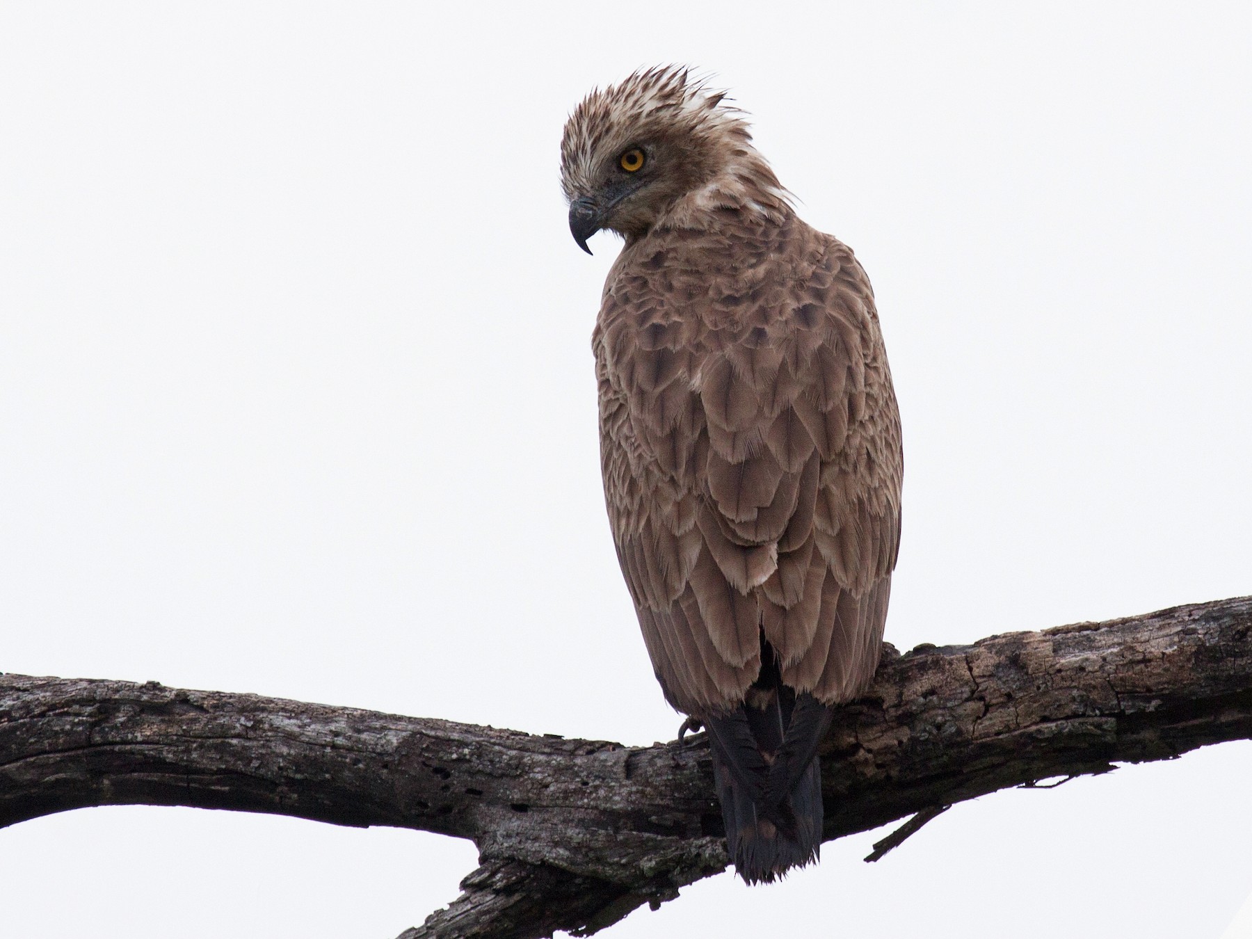 Brown Snake-Eagle - Craig Faulhaber