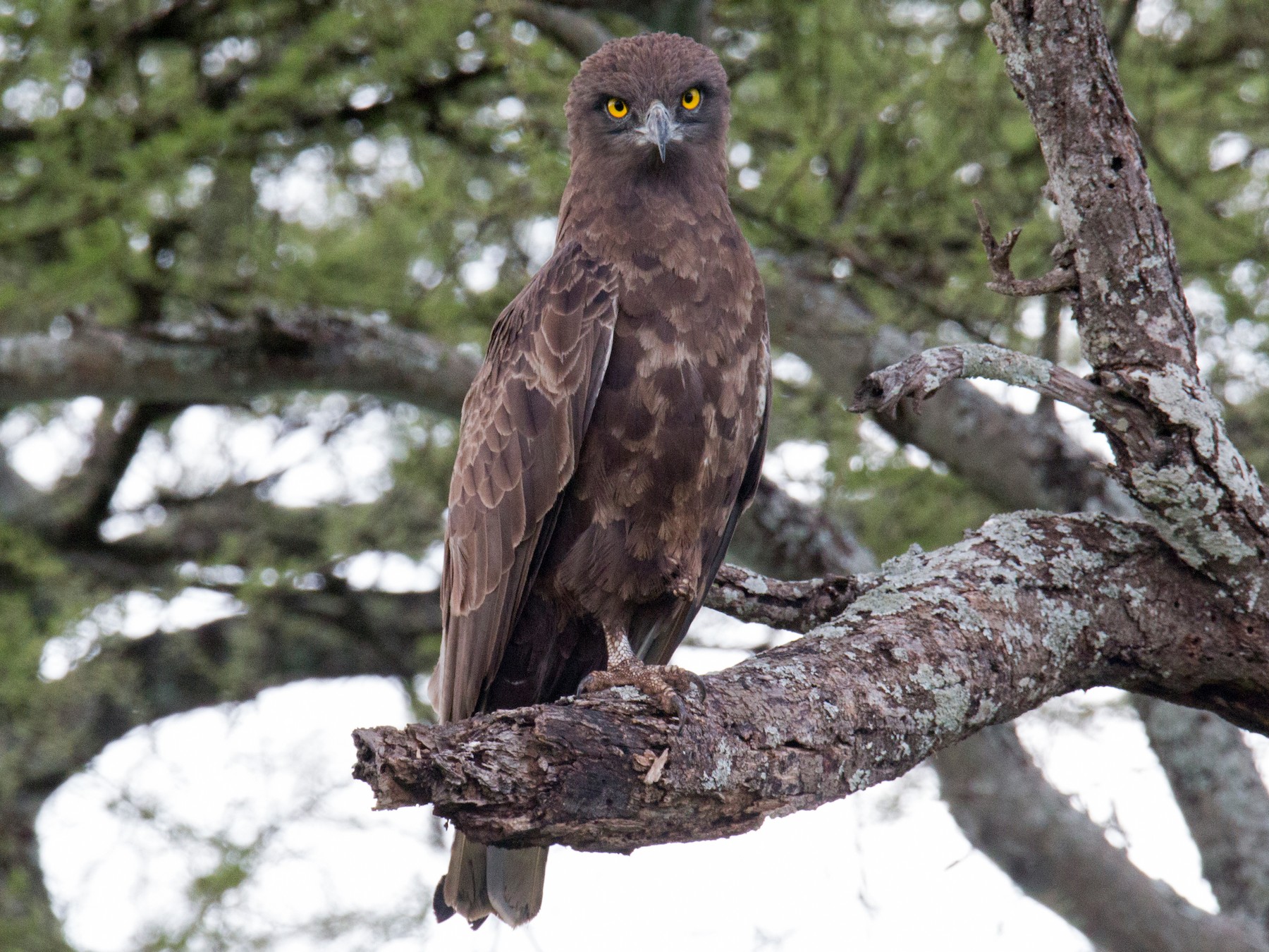 brown snake eagle