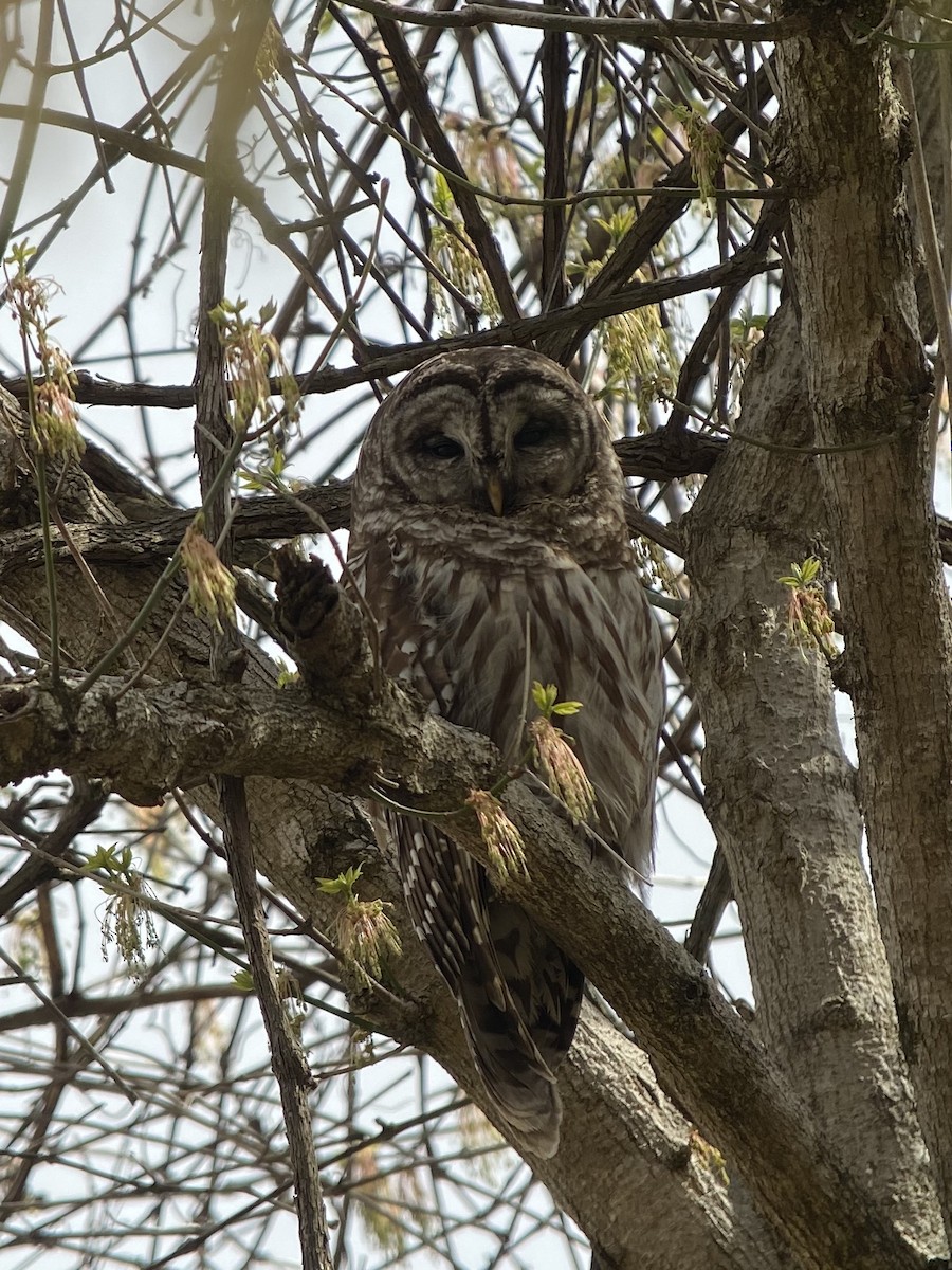 Barred Owl - Joan Mashburn