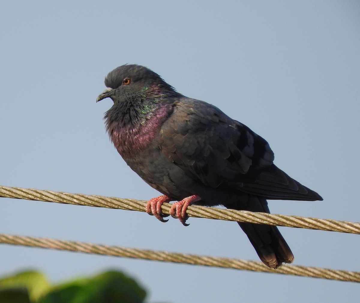 Rock Pigeon (Feral Pigeon) - Kausthubh K Nair