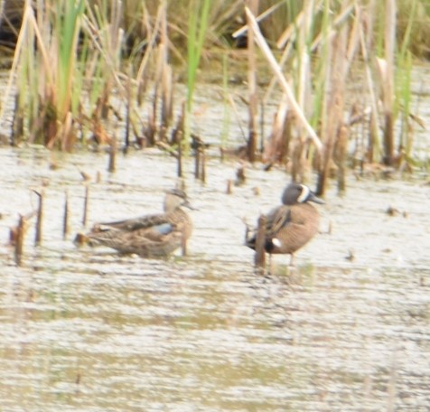 eBird Checklist - 16 Mar 2020 - Bear Island WMA (fall and winter ...