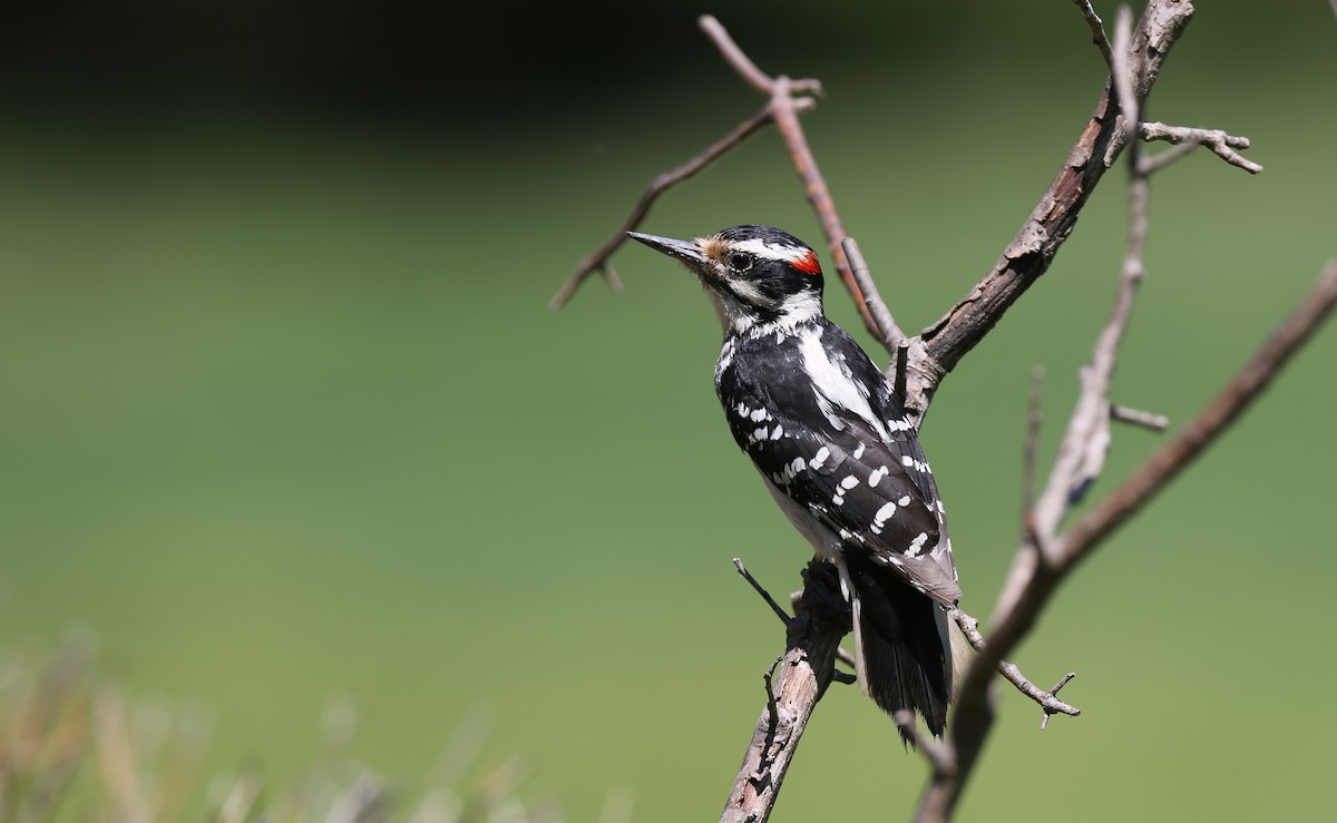 Hairy Woodpecker - leonard blass