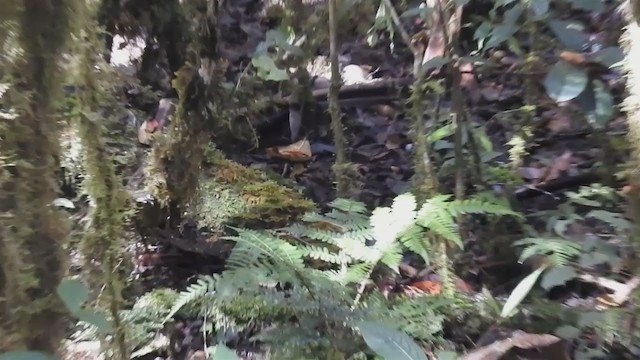  - Spotted Jewel-babbler