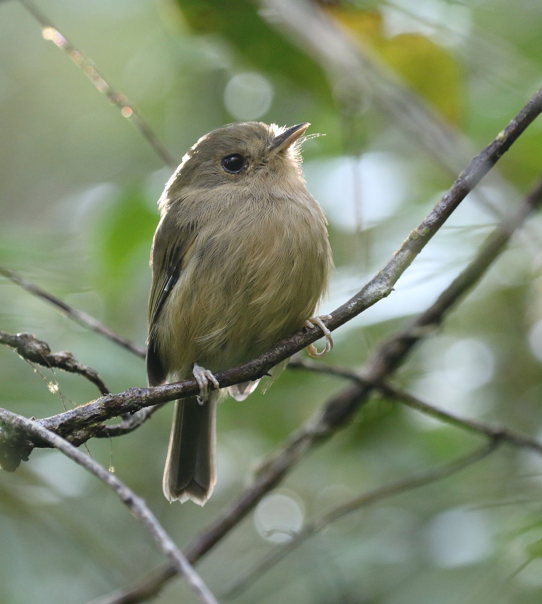 Brown-breasted Pygmy-Tyrant - ML218457201
