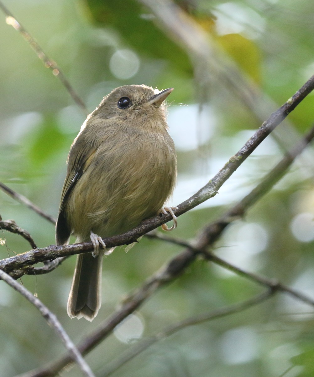 Brown-breasted Pygmy-Tyrant - ML218457321