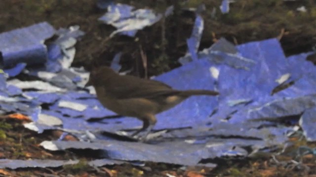 Vogelkop Bowerbird - ML218457401