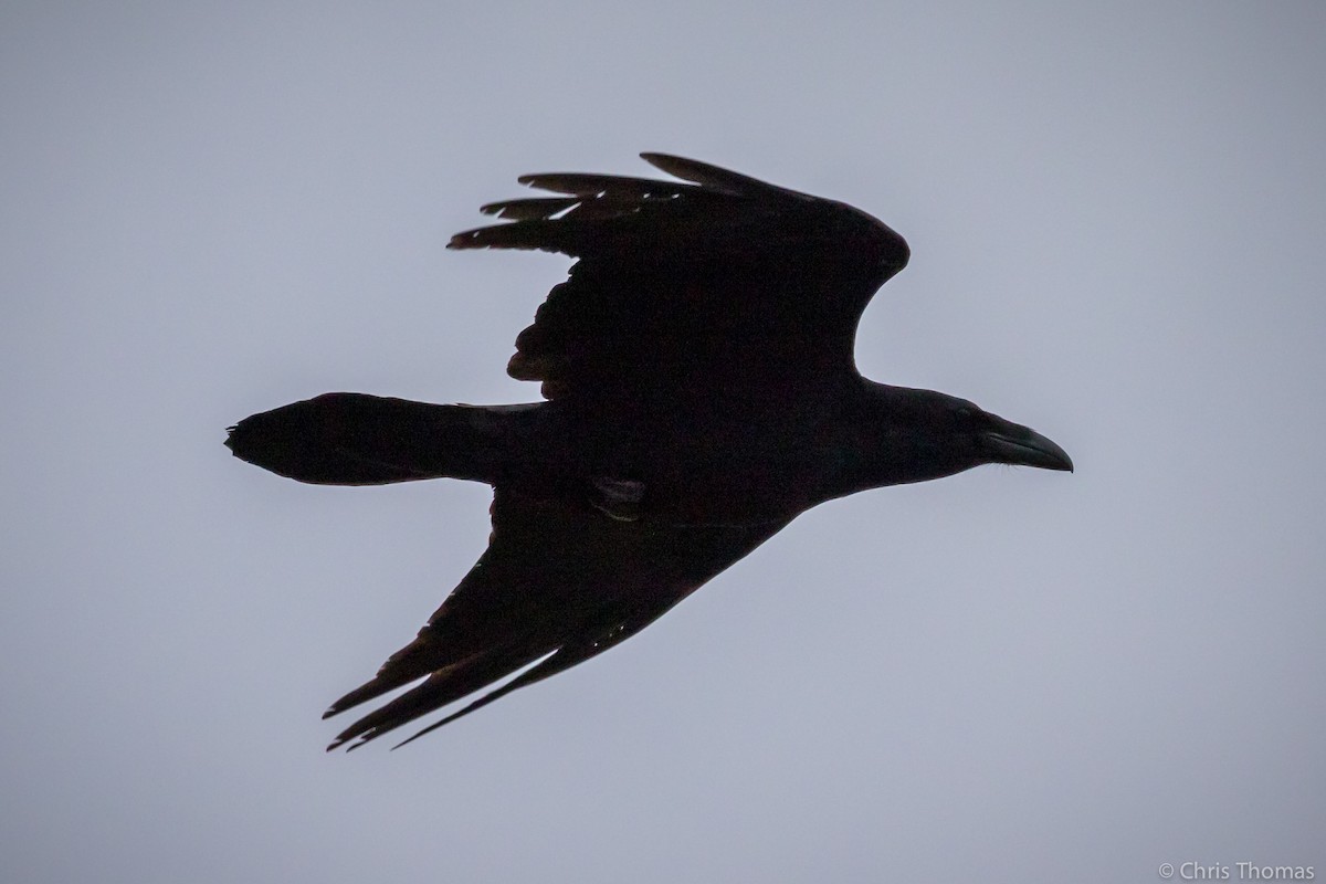 Common Raven - Chris Thomas
