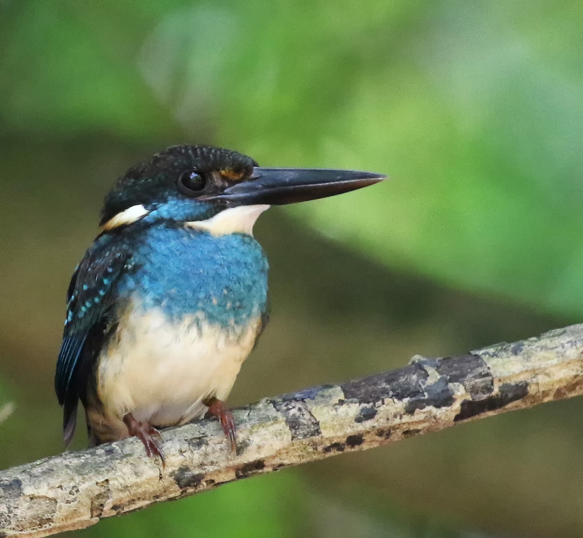 Malaysian Blue-banded Kingfisher - ML218458461