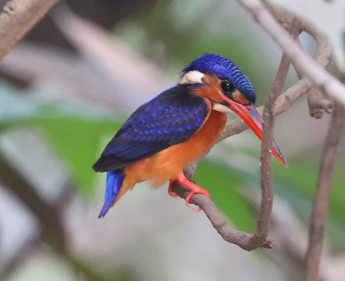 Blue-eared Kingfisher - ML218459031