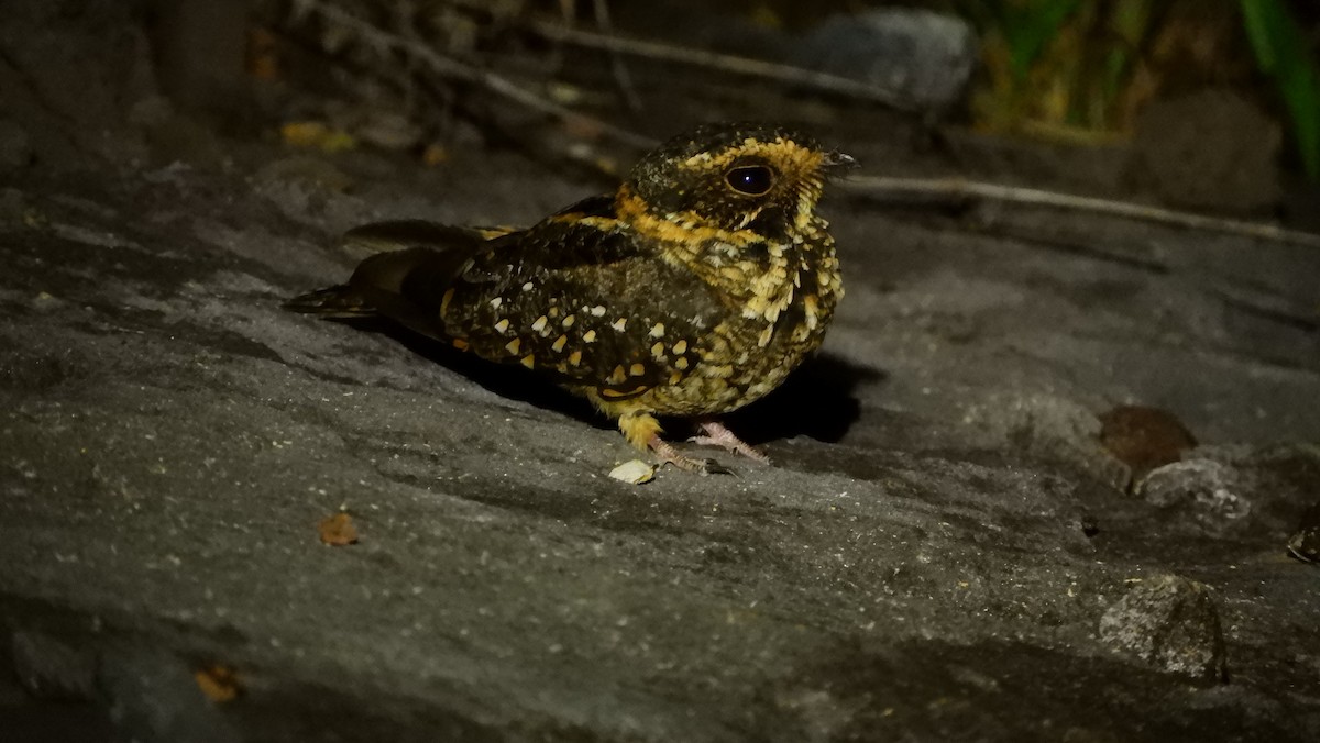 Spot-tailed Nightjar - Jorge Muñoz García   CAQUETA BIRDING