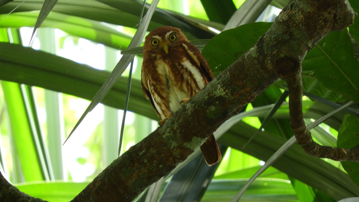 Ferruginous Pygmy-Owl - Jorge Muñoz García   CAQUETA BIRDING