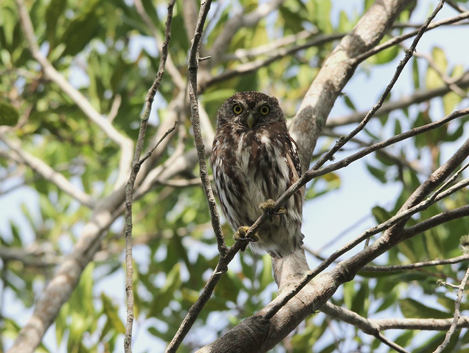 Ferruginous Pygmy-Owl - Jose Prado