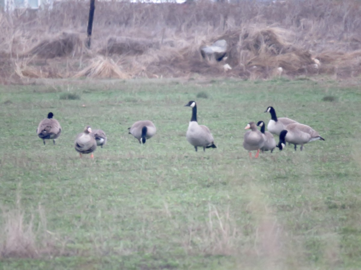 Greater White-fronted Goose - ML218461041