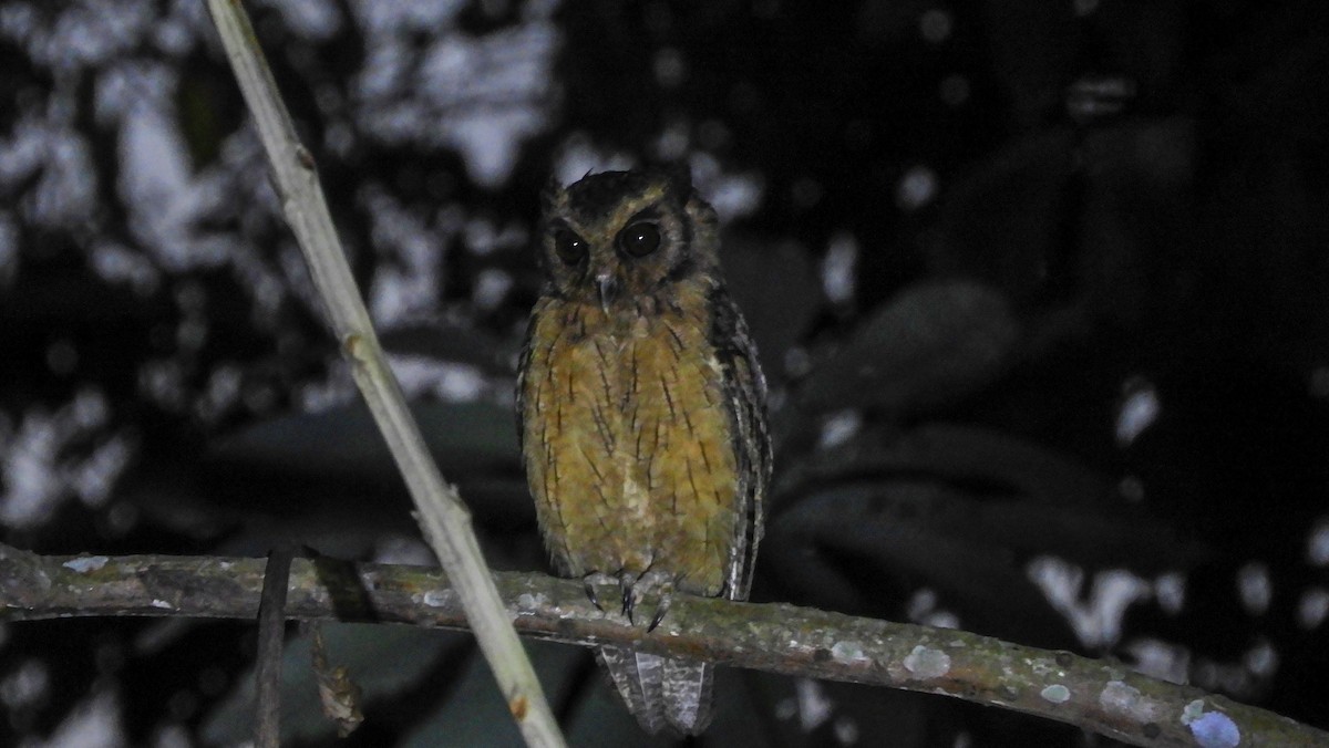 Tawny-bellied Screech-Owl - ML218461641