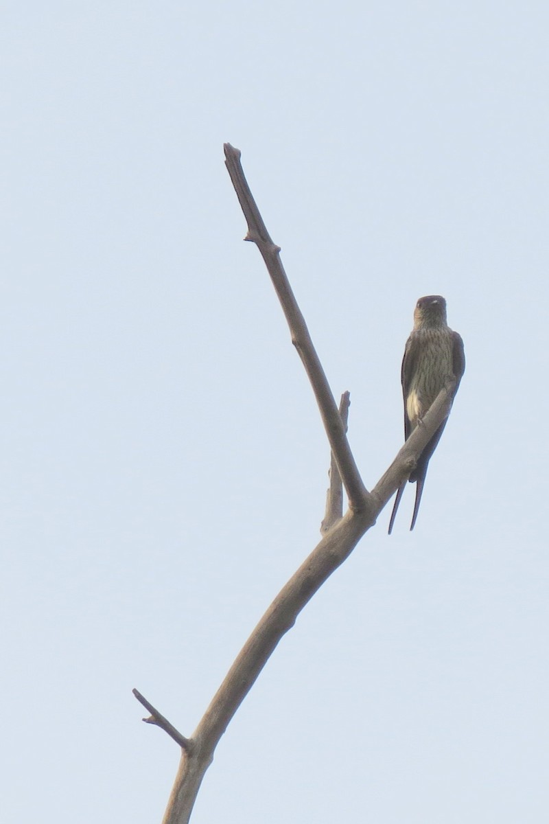 Red-rumped Swallow - ML218462341