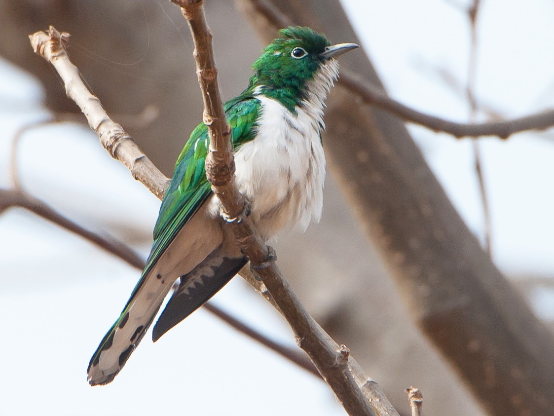 Klaas's Cuckoo - Jean-Louis  Carlo