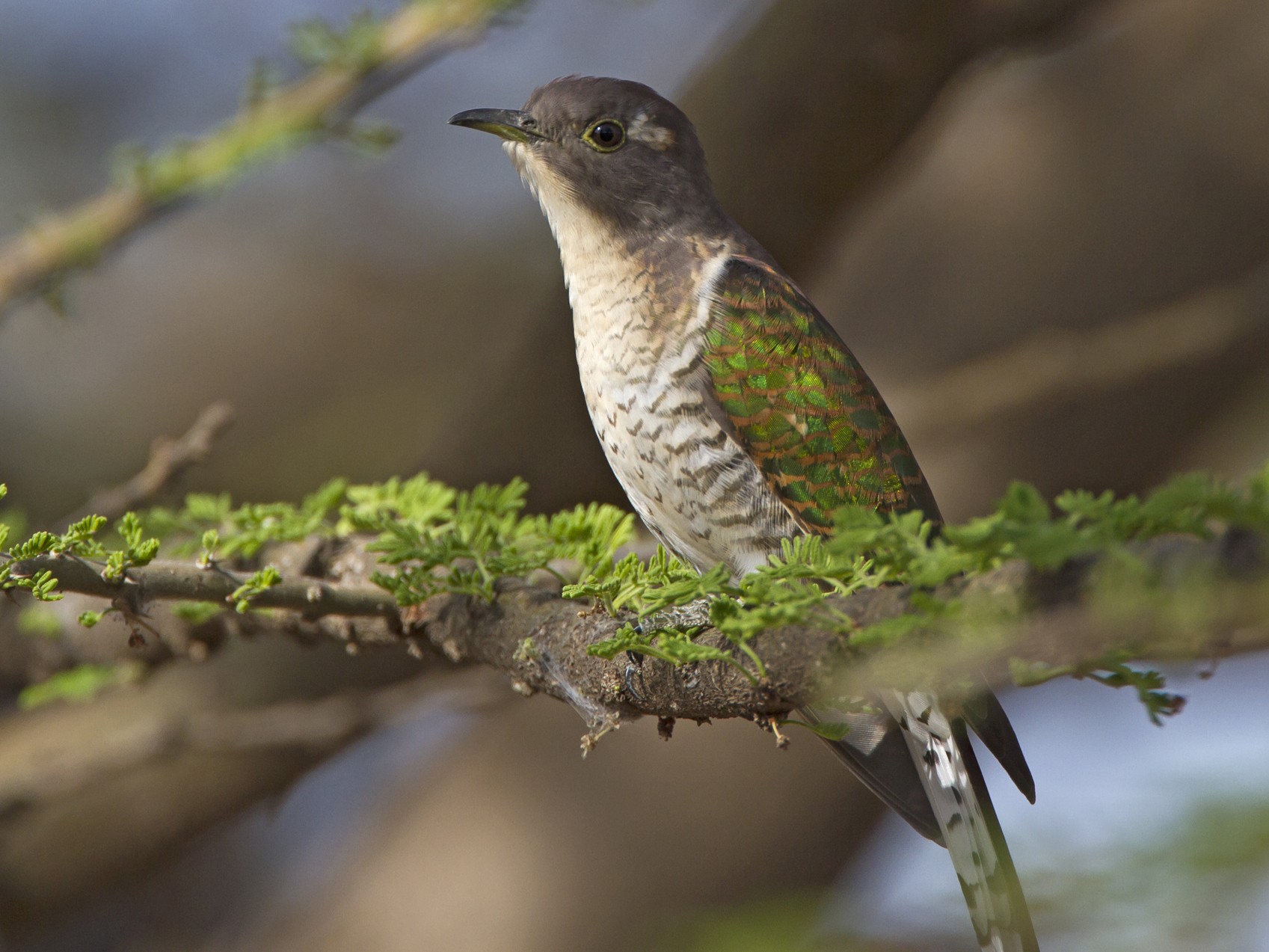 Klaas's Cuckoo - Marco Valentini