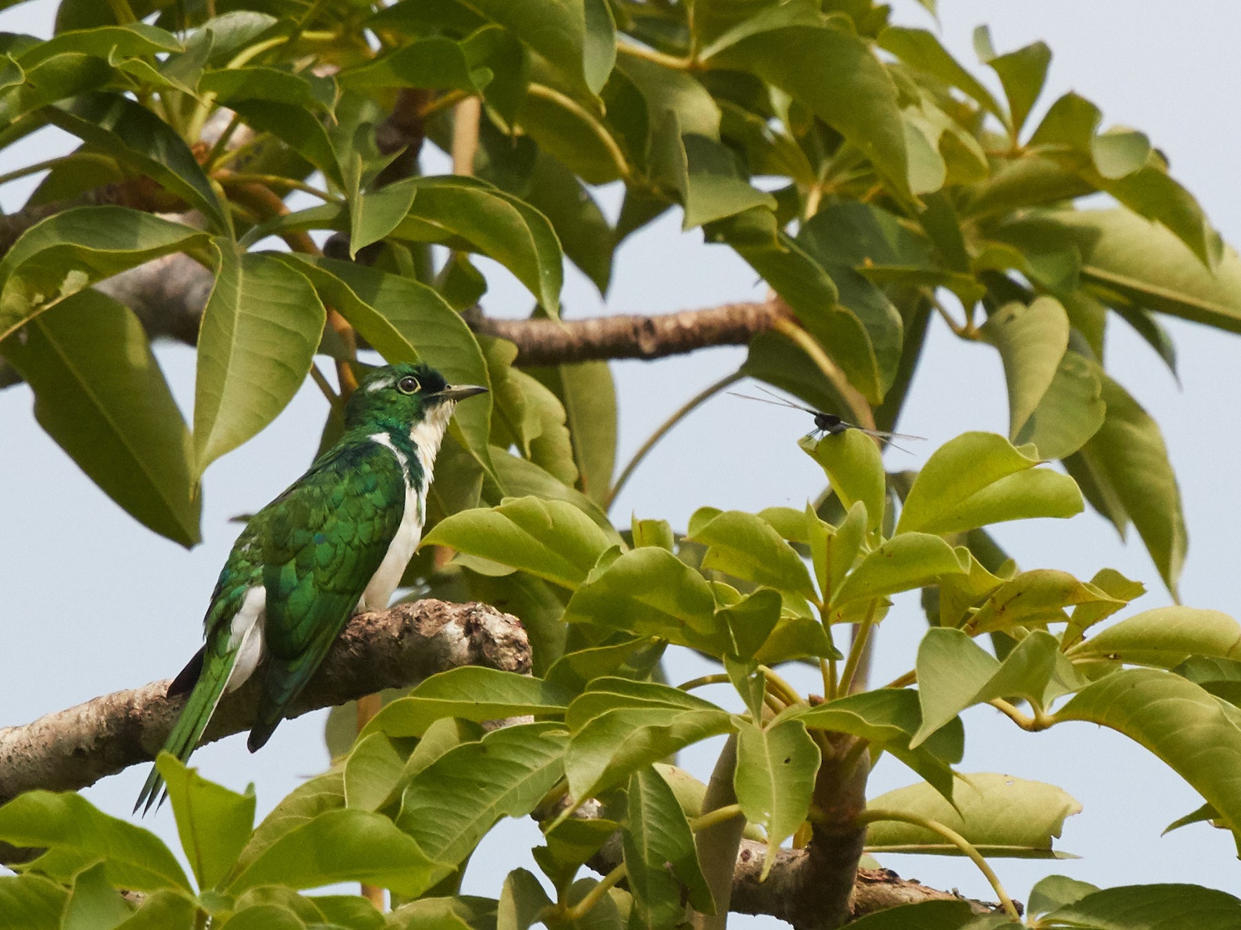 Klaas's Cuckoo - Magnus Grylle