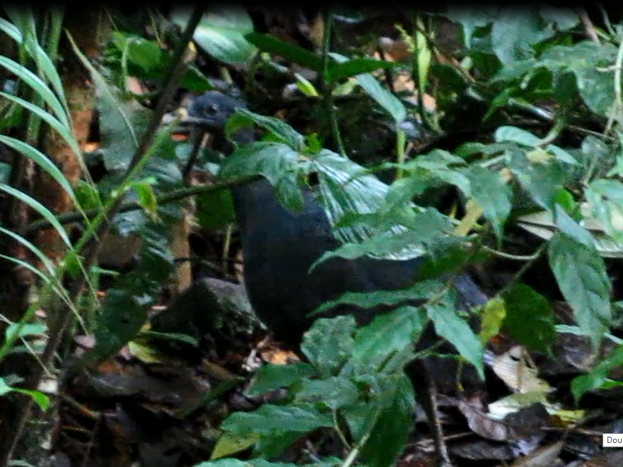 Black Tinamou - ML21846601