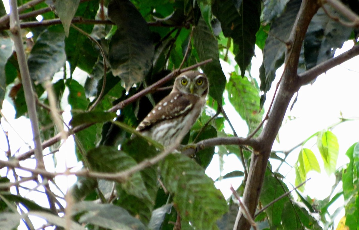 Peruvian Pygmy-Owl - ML218466401