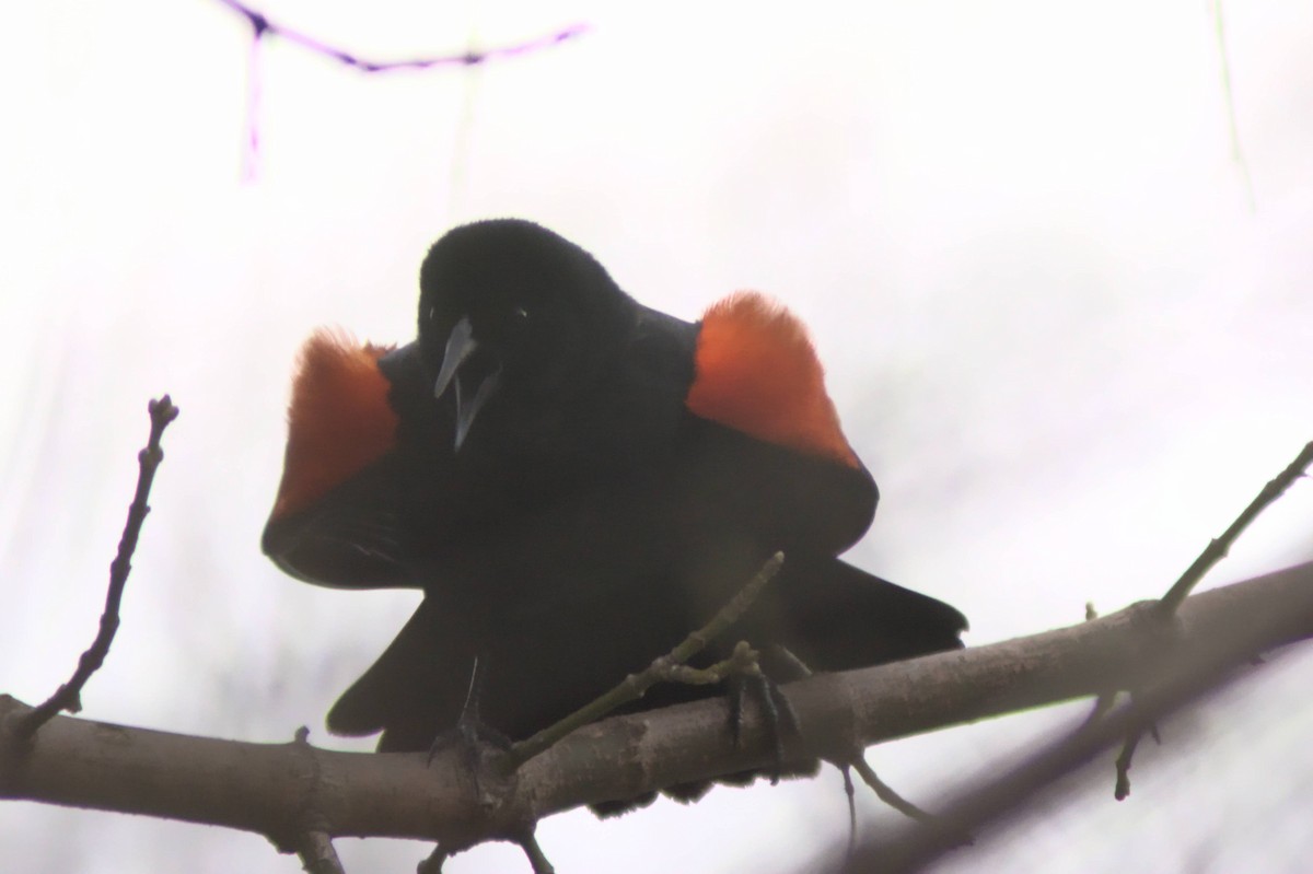 Red-winged Blackbird - ML218467671