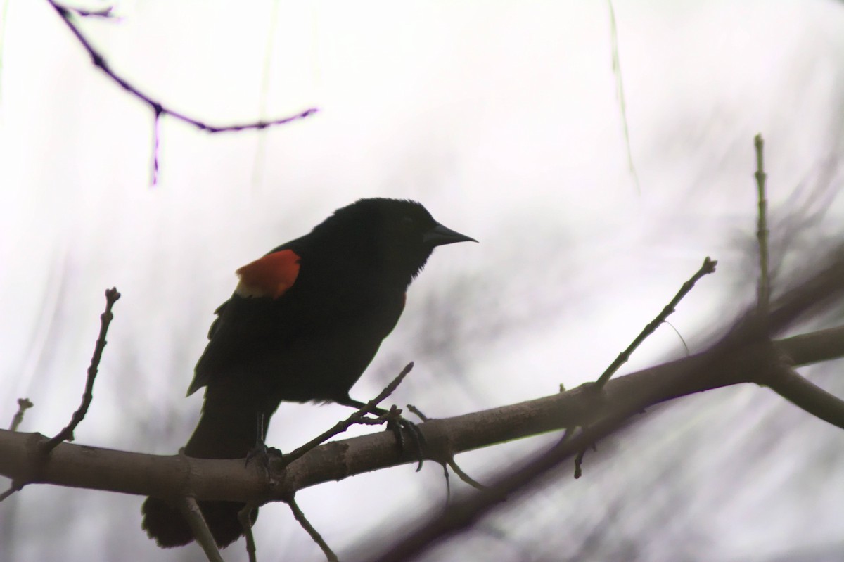 Red-winged Blackbird - ML218467701