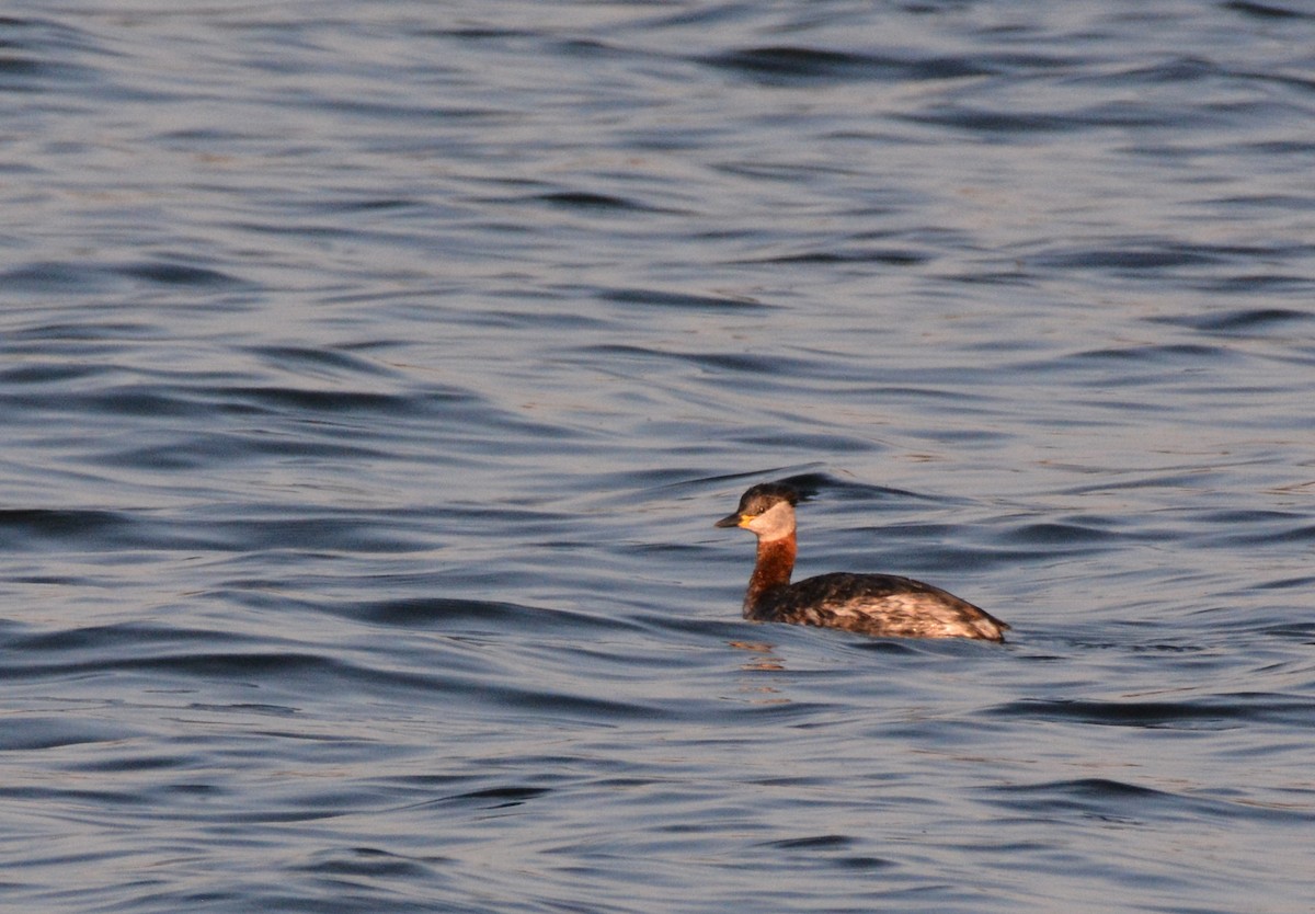 Red-necked Grebe - ML218469921