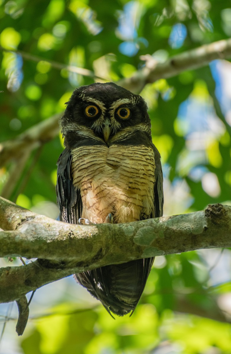 Spectacled Owl - ML218472191
