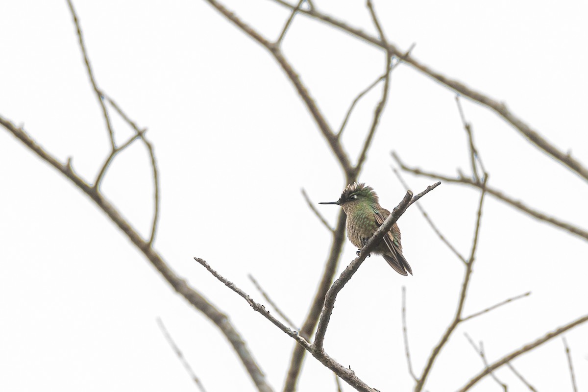 Green-backed Firecrown - ML218472911