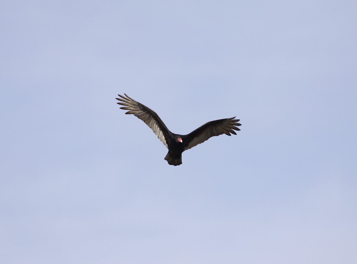 Turkey Vulture - ML21847501