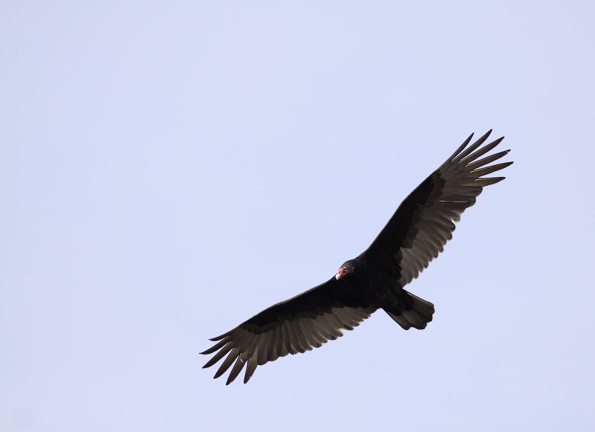 Turkey Vulture - ML21847511