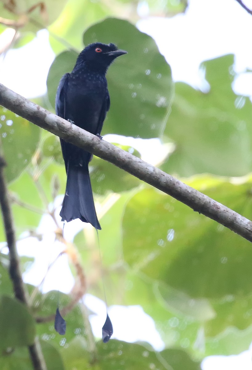 Greater Racket-tailed Drongo - ML218475141