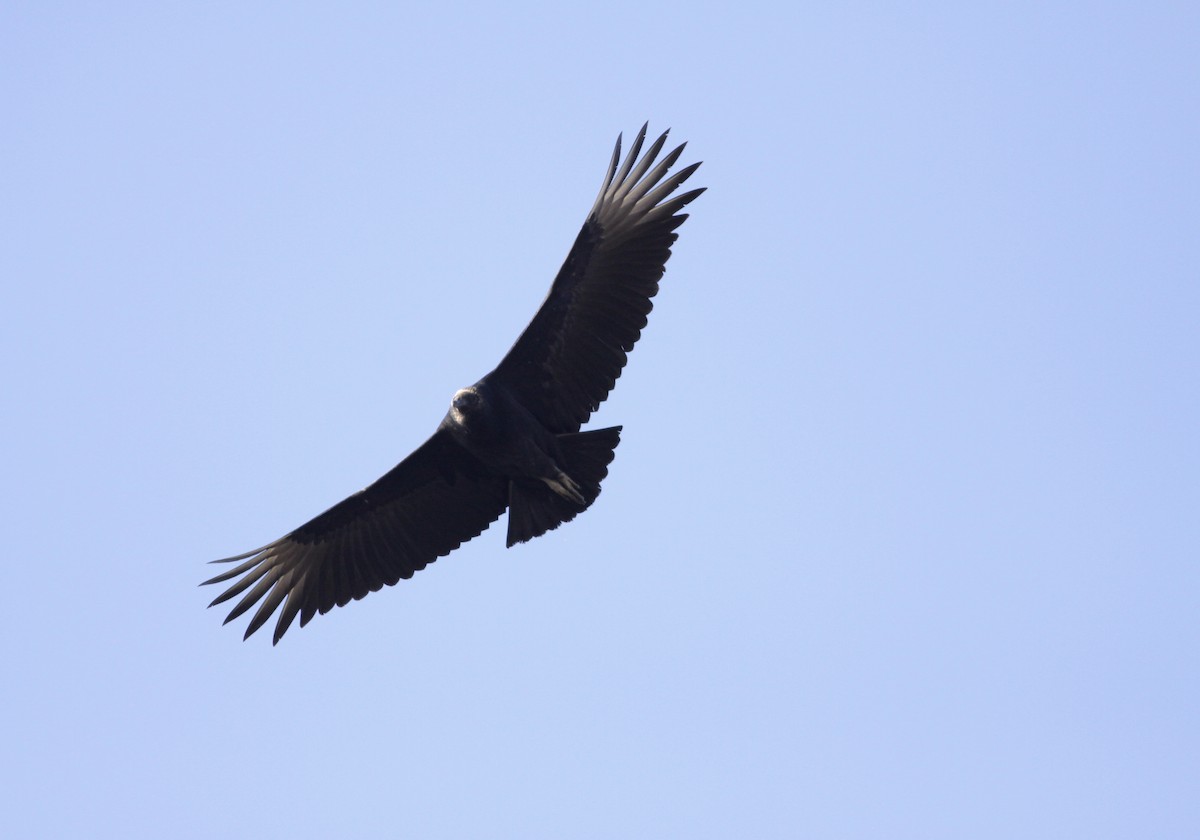 Black Vulture - ML21847711