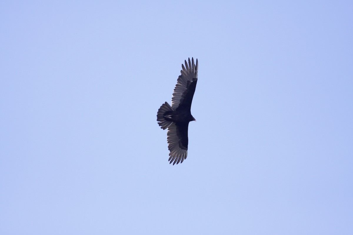Turkey Vulture - Kelley Nunn