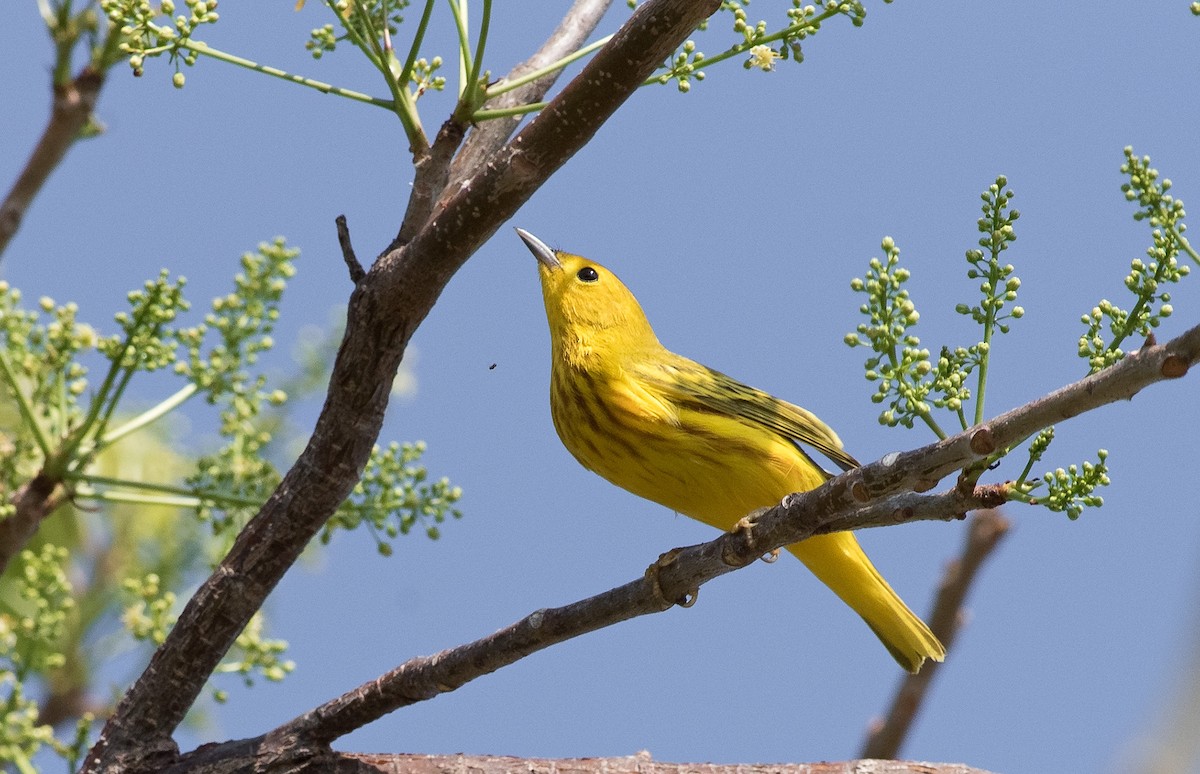 Yellow Warbler - Denny Swaby