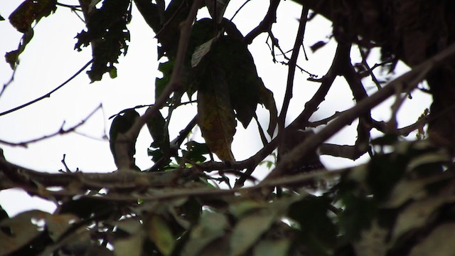 Peruvian Pygmy-Owl - ML218479151