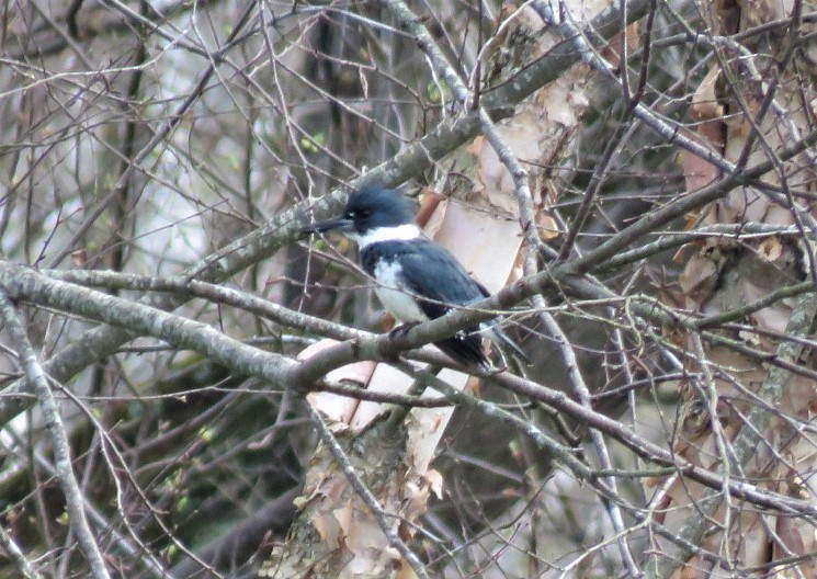 Belted Kingfisher - ML218480101