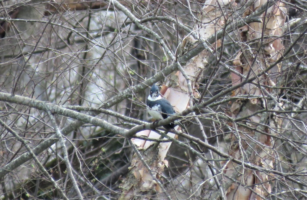 Belted Kingfisher - ML218480111
