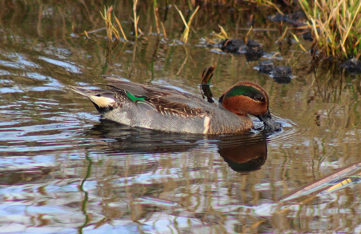 Green-winged Teal - ML21848031