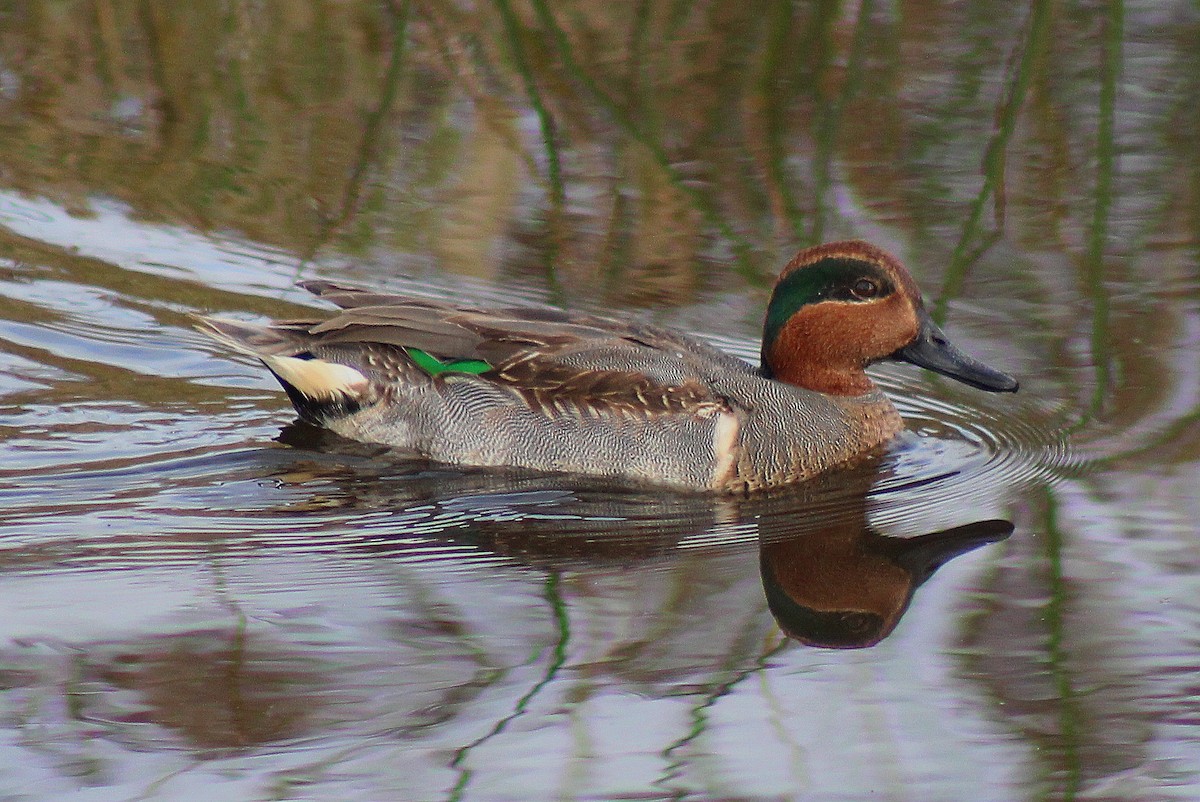 Green-winged Teal - ML21848051