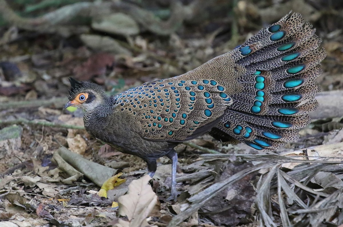 Malayan Peacock-Pheasant - Joelle Buffa Clyde Morris