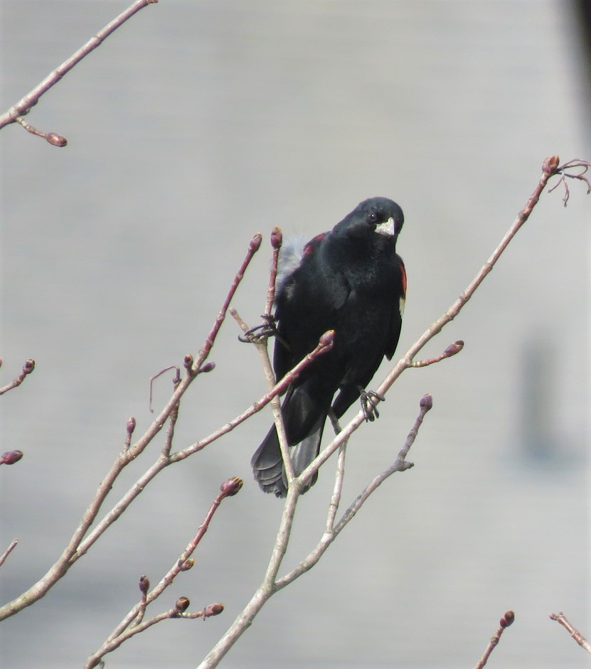 Red-winged Blackbird - ML218481491